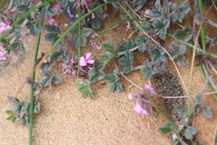 Indigofera mauritanica