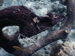 Ophioblennius macclurei