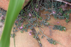 Indigofera mauritanica