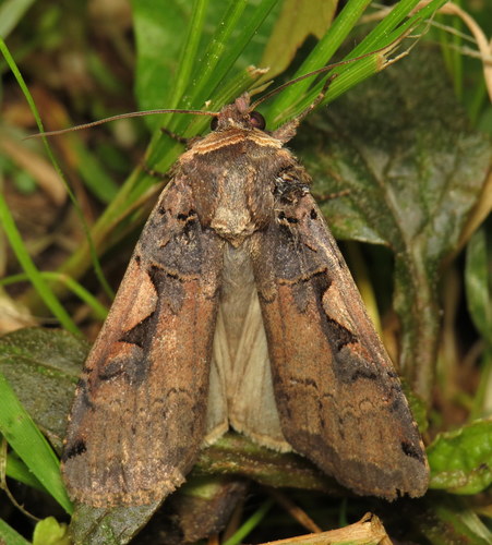 Greater Black-letter Dart photo 3