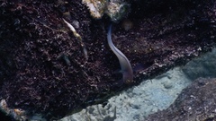 Ophioblennius macclurei