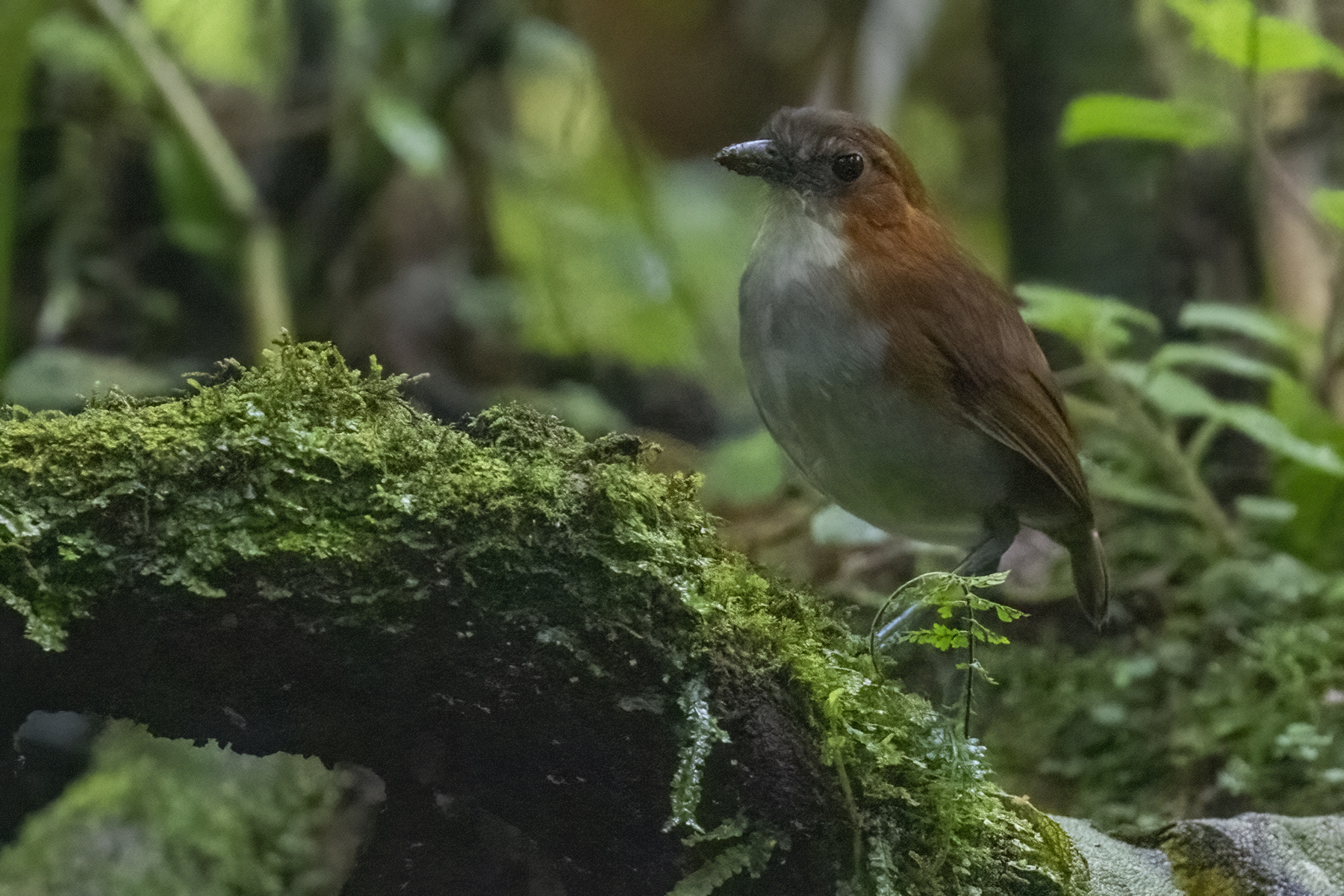 White-bellied Antpitta (Grallaria hypoleuca), photo 8