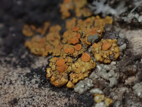 Squamulea squamosa