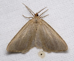 Macaria argillacearia