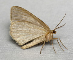 Macaria argillacearia