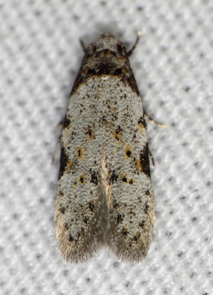 Triangle-marked Twirler Moth