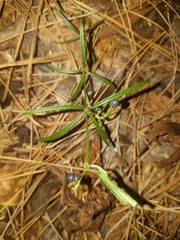 Galium uniflorum