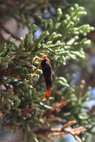 Thyreodon ornatipennis