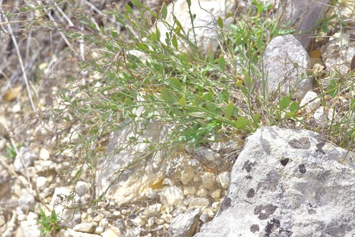 Image of Rhinotropis lindheimeri by (c) Michelle W. （鍾偉瑋）, some rights reserved (CC BY)