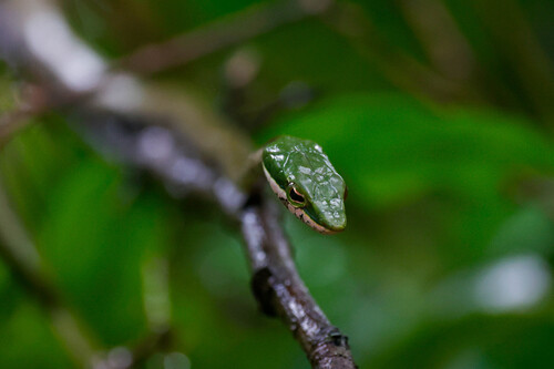Usambara Vine Snake