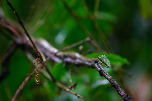 Usambara Vine Snake