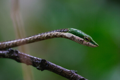 Usambara Vine Snake