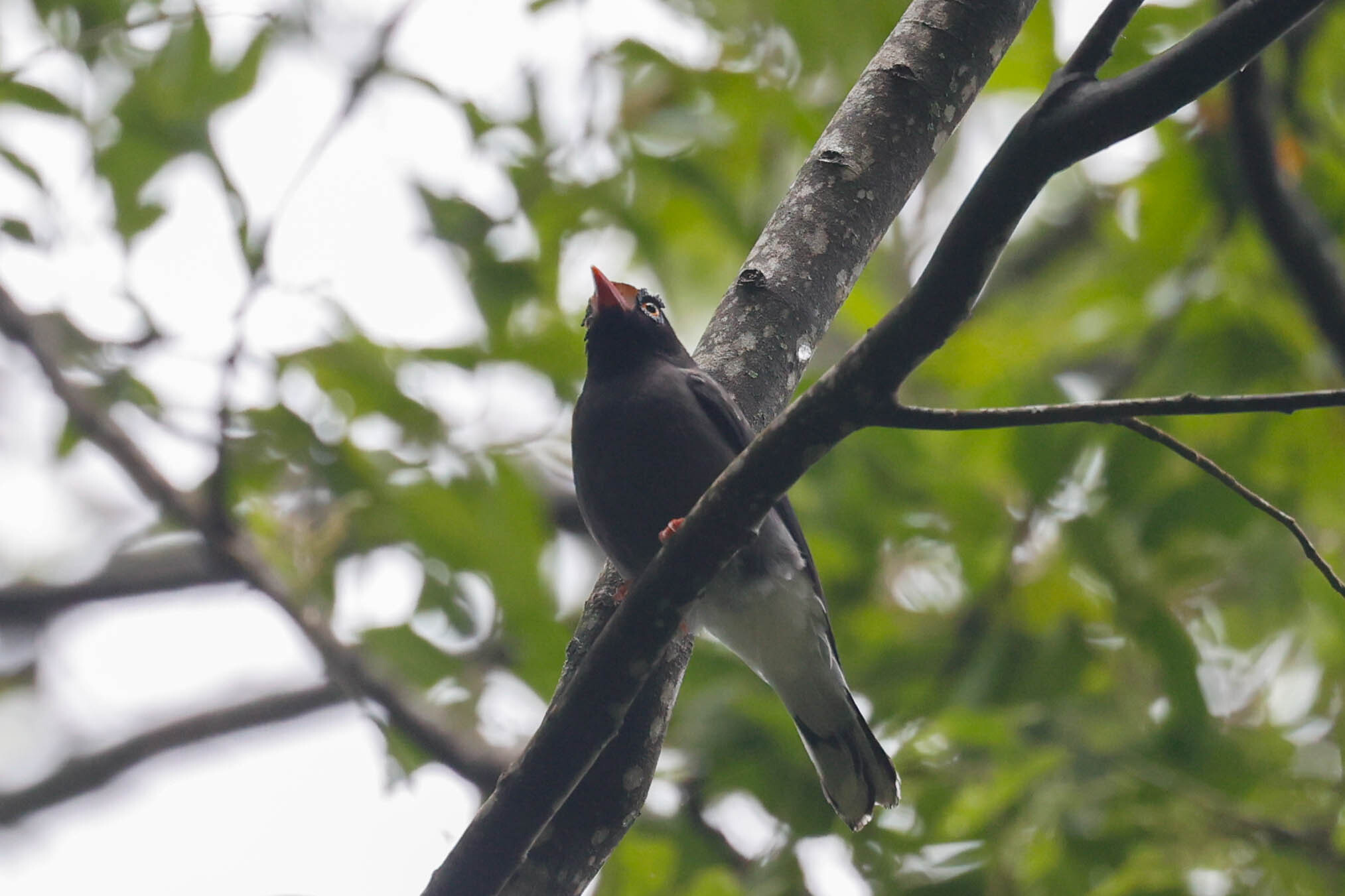 Chestnut-fronted Helmetshrike (Prionops scopifrons), photo 4