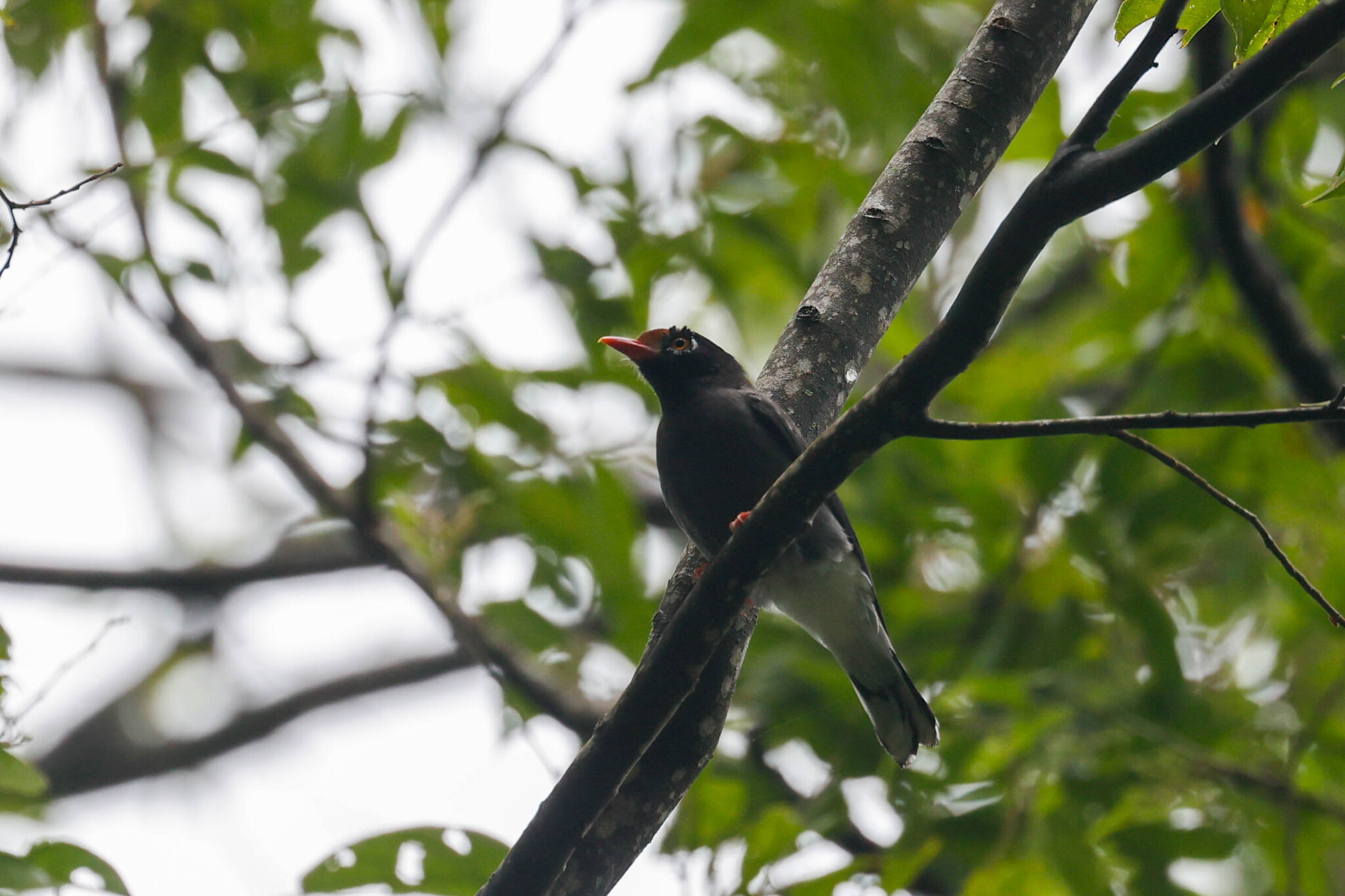 Chestnut-fronted Helmetshrike (Prionops scopifrons), photo 3