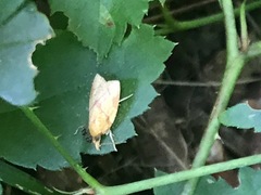 Cenopis reticulatana