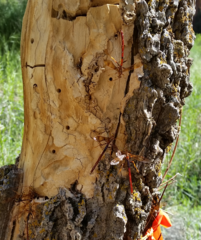 Megarhyssa macrurus icterosticta