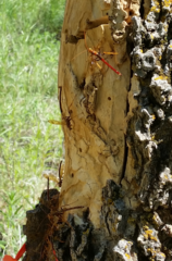 Megarhyssa macrurus icterosticta