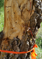 Megarhyssa macrurus icterosticta