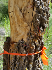 Megarhyssa macrurus icterosticta