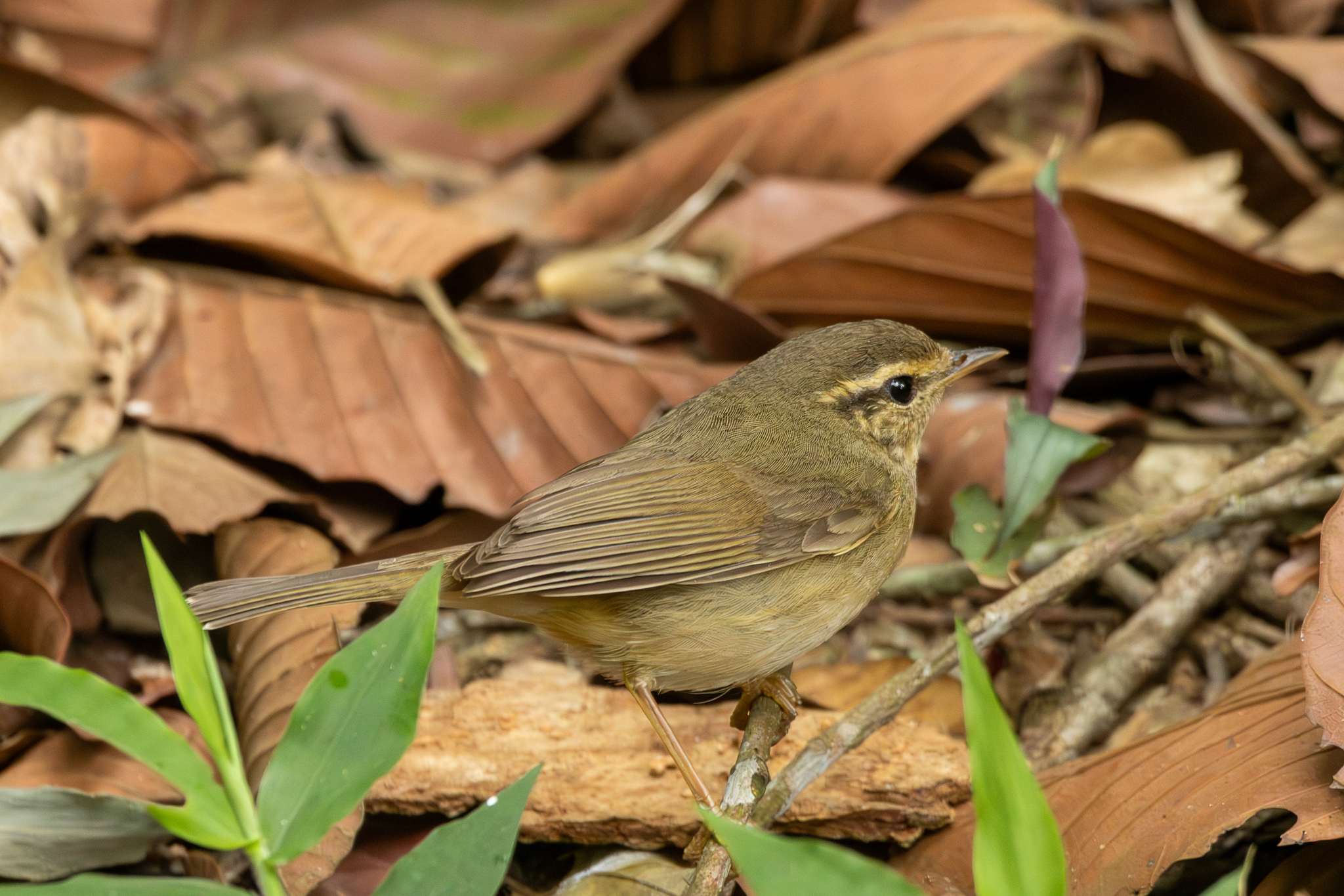 Radde's Warbler (Phylloscopus schwarzi)