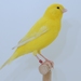 Domestic Canary - Photo (c) NEWSchr, some rights reserved (CC BY-SA)