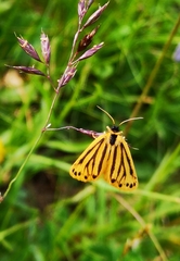 Setina aurita