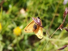 Setina aurita