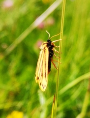 Setina aurita