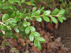 Buxus microphylla