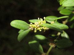 Buxus microphylla