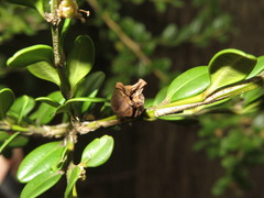 Buxus microphylla