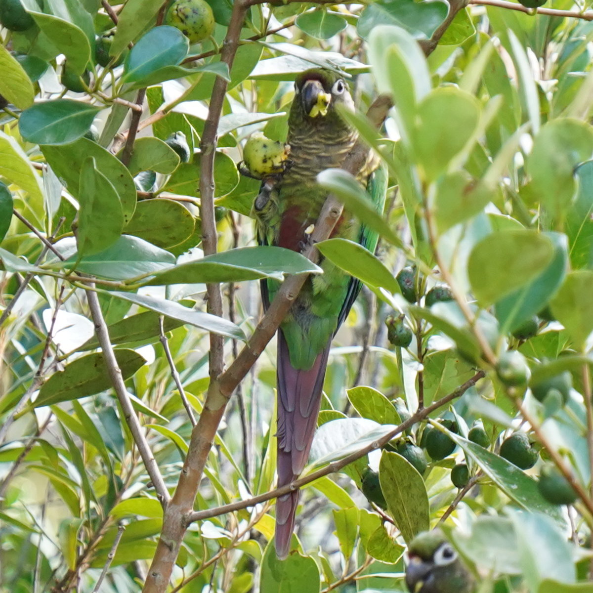 Maroon-bellied Parakeet illustration