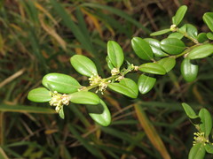 Buxus microphylla