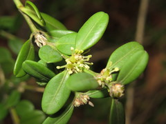 Buxus microphylla