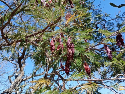 Lysiloma acapulcense, photograph 6