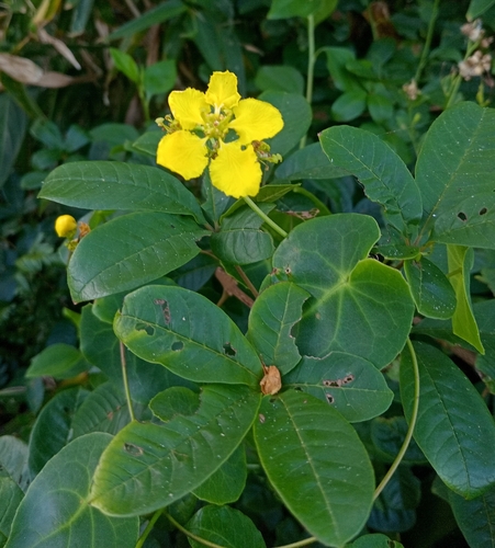 Stigmaphyllon ciliatum, photograph 6