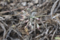 Allium acuminatum