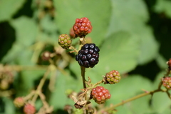 Candicantes