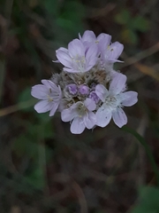 Armeria maritima