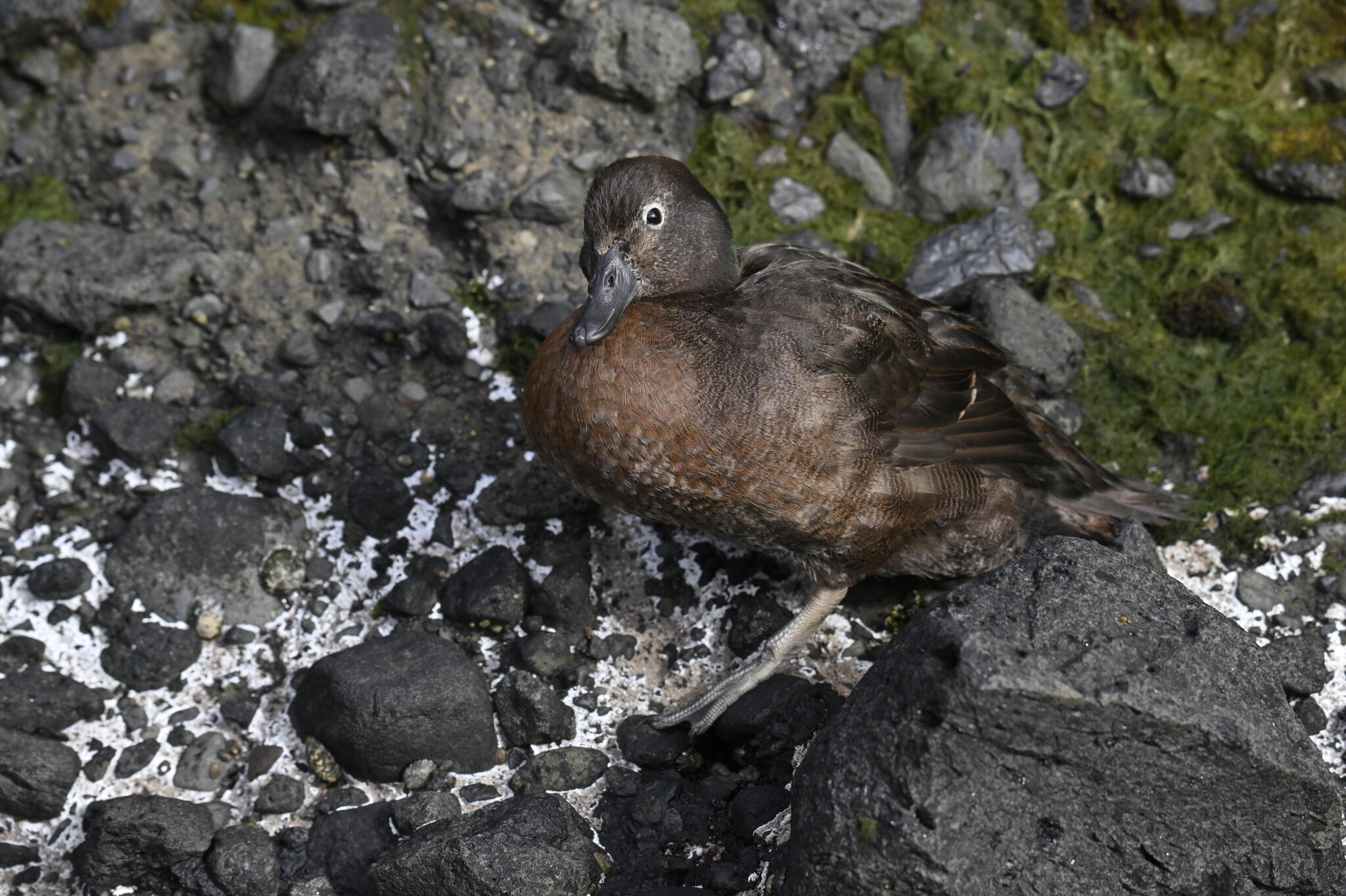 Auckland Teal (Anas aucklandica), photo 6