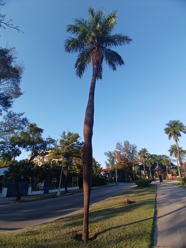 Acrocomia crispa, photograph 2