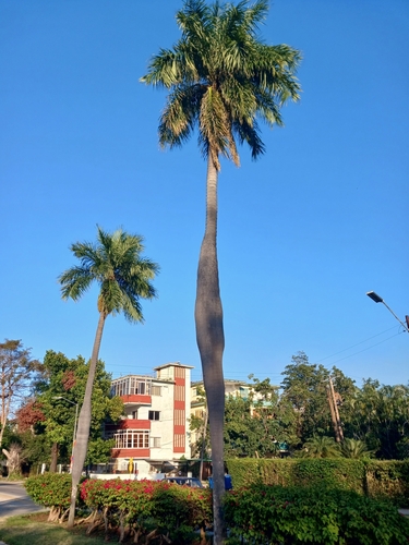 Acrocomia crispa, photograph 3