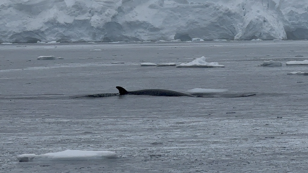 Antarctic minke whale near a glacier front