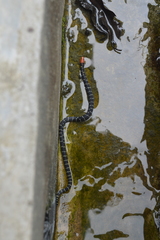 Calamaria lumbricoidea