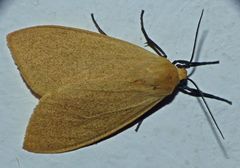 Pareuchaetes aurata