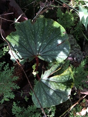 Begonia tapatia