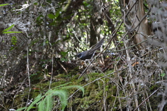 Rhipidura albicollis