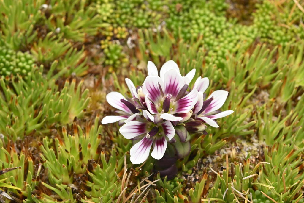 Enderby Island Gentian