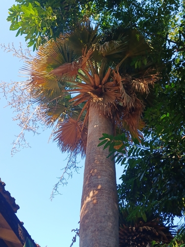 Copernicia baileyana