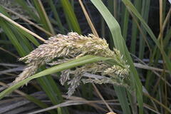 Brunel's Sweet Vernal Grass (Anthoxanthum brunonis)